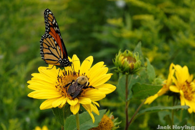 Bee and Monarch Butterfly sharing a flower