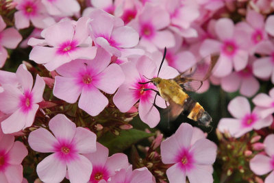 Snowberry Clearwing Hummingbird Moth 1