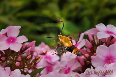 Snowberry Clearwing Hummingbird Moth 2