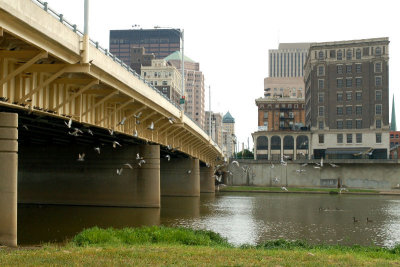 Pigeons under the Main Street Bridge