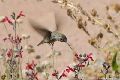 Hummingbird 1