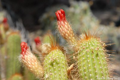 Cactus Blooms