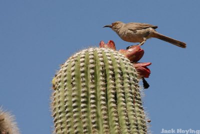 Snacking on a Cactus Bloom