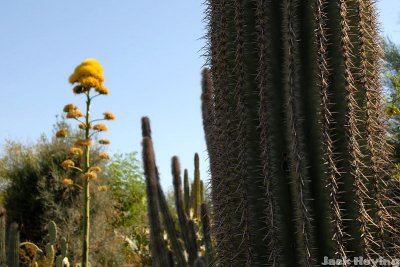 Cactus texture and Yucca Bloom