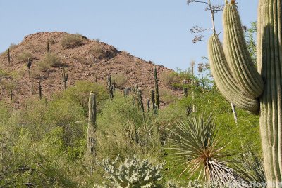 Saguaro Cactus on the Hill