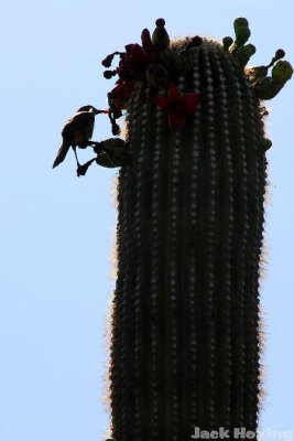 Red Bloom snack