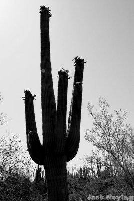 Saguaro Black & White
