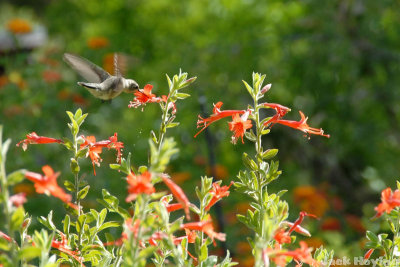 Hummingbird 3