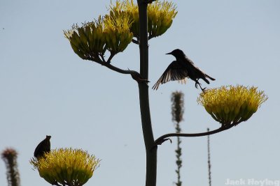 Yucca Bloom