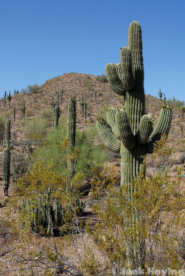 More Saguaro
