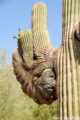 Old Growth Saguaro