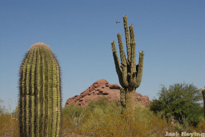 Saguaro