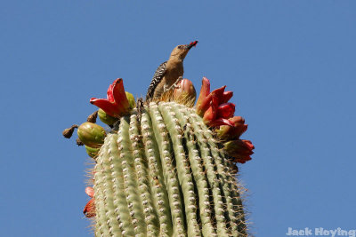 Woodpecker eating Saguaro Blooms