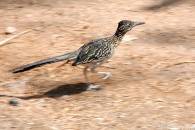 Roadrunner on the move