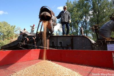 Offloading the wheat into the wagon