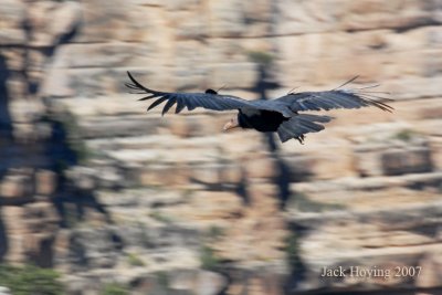 Condor in the Grand Canyon