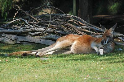Laura's Kangaroo Relaxing