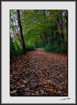 Autumn path_DS26447.jpg