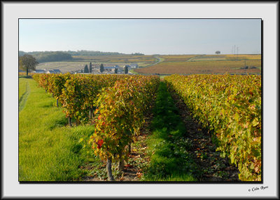 Champigny Vineyards_DS26540.jpg