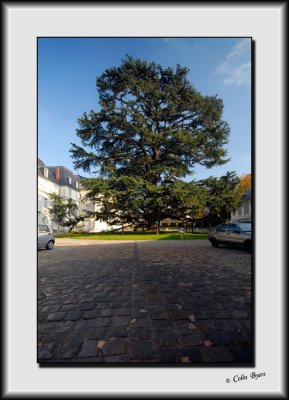 Cypress in France_DS26349.jpg