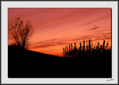 Vineyard Silhouette_DS26302.jpg