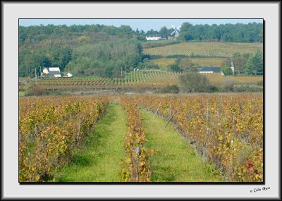 Vineyards in Bourgeuil_DS26526.jpg