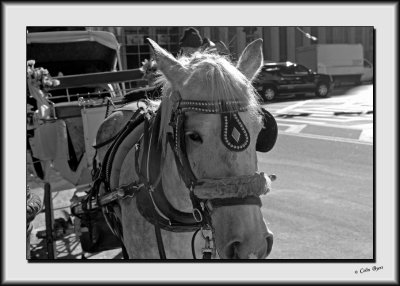 A Walk in Central Park_DS27231-bw.jpg