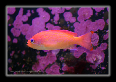Lyretail Anthias