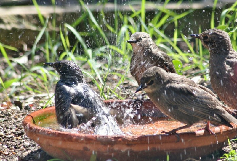 starlings bathing.JPG