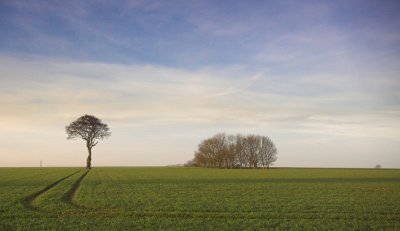 A field near Riplingham 2