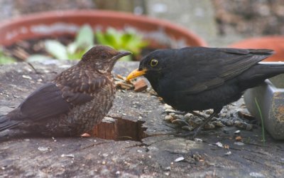 Blackbird and chick.jpg