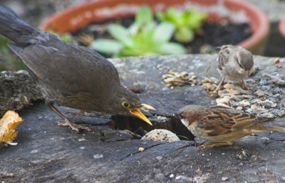 Mrs Blackbird shouts at a Sparrow.jpg