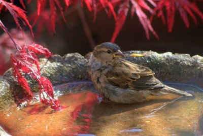 sparrow bath.JPG