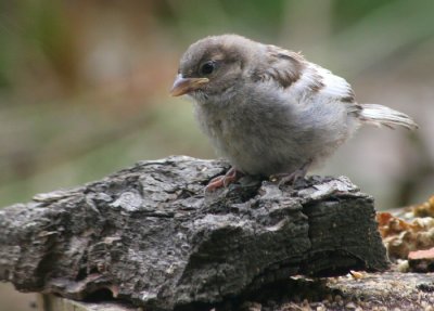 Sparrow chick 2.JPG