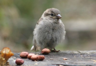 Sparrow chick.JPG
