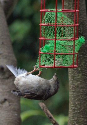 Sparrow trapeze artist.JPG