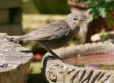 young starling 2.JPG