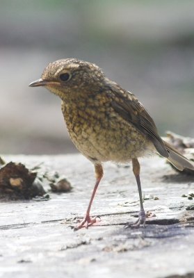 young Robin