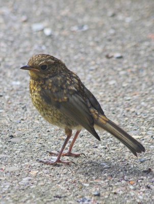 young Robin 2