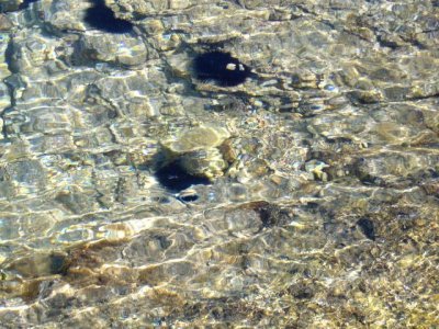 the sea urchins keep the water clear