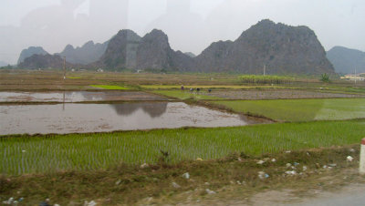 On the road to HaLong Bay - Padi fields