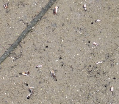 tinycrabs.JPG