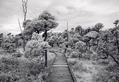 002602526dsc04148bog.jpg