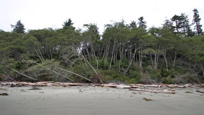 005905559img_1296tofino.jpg