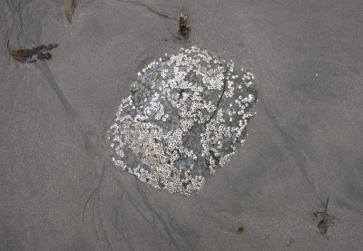 006005660img_1312tofino.jpg