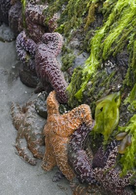 006506165img_1397tofino.jpg