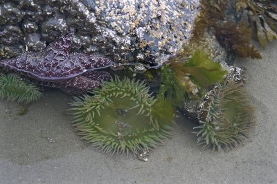 006706367img_1419tofino.jpg