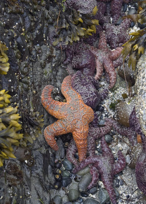 006806468img_1445tofino.jpg