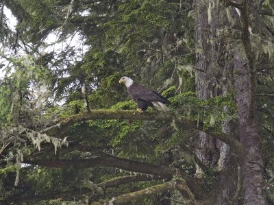 007006670img_1468tofino.jpg