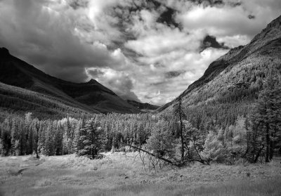 DSC09747waterton.jpg